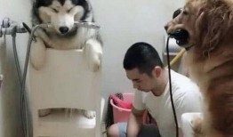 网友爆料道歉狗狗视频,温馨画面感动网友